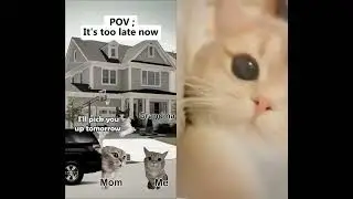 #cat #sad #fyp #shorts #catlovers #kucing #sedih #funny#fun #cute #cutecat #animals #pets #animation