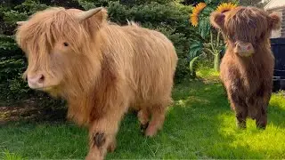 Henry the Highland Bull & His Brindle Heffer Nora play hide and seek in their new expanded pasture!
