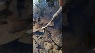 Salamander eggs in a woodland pond.