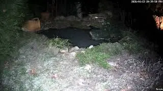 die Maus h&uuml;pft und springt &uuml;ber den Teich, kein Fuchs, keine Katze in Sicht