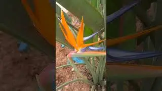 Стрелиция Николая Strelitzia Nikolai