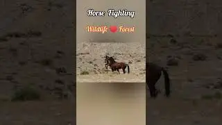 Wild Horse Fighting #shorts #forest #travel #africa #wildanimals #wildhorses #horsefight #wildlife