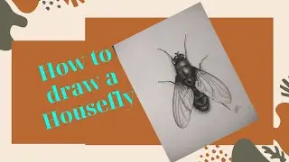 How to draw housefly|How to draw fly|Drawing tutorial|Step by step drawing|Drawing class|Realistic