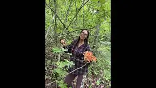 Our first chicken of the woods find this year and the start to our next newest project
