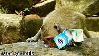 OMG! Janet get milk she try hard bite open milk & drink milk on stone, Janet don't steal milk mom