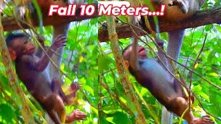 Hot Event! Very Pitiful Baby Fall Down 10 M Cos Broken Branch...!