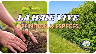 C'est quoi une haie vive ? Je d&eacute;mystifie la notion dans cette vid&eacute;o