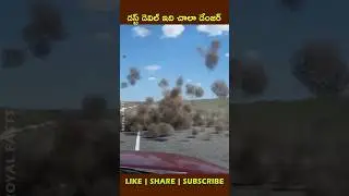 The Humble Tumbleweed!🌱#factsintelugu #shortvideo #youtubeshorts