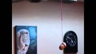 a potato flew around my room vine