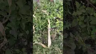 Top ASMR Whispers of Nature with Natural Sounds 🍃 Deep Sleep, Meditation & Focus