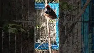 أقوى تغريد الحسون بارفا المغربي🇲🇦
