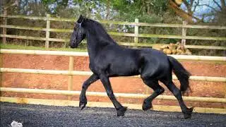 Stunning 3yr old Friesian mare for sale - UK