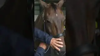 Olympic Horse 🐎 Passport ! #shorts #ytshorts #facts #viral