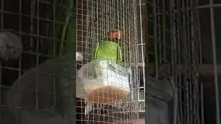 Burung Bayan Nuri Galak Berbunyi 2019