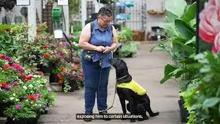 Собаки-поводыри CNIB &ndash; В центре внимания волонтеры: щенок-финишер