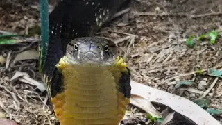 Cobras Snake | The Most Relaxing Music  | Nature Relaxing | Meditation | Stress Relief