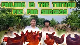 Rhode Island Red Layer Chicken Farming Guide | Payo para sa mga Nagsisimula