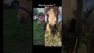 Meet our unicorn pony party ponies 😬