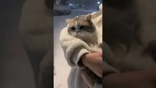 ⚠️ This cat-in-the-snow compilation will melt your heart#CatCompilation #MustWatch #ViralCats #FYP