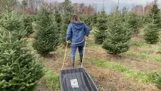 Christmas Tree Farm 2021
