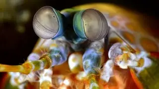 Macro Overture- Alor Archipelago, East Flores with the Komodo Dancer