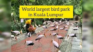 Family Day at KL Bird Park &ndash; The World&rsquo;s Largest Free-Flight Aviary!