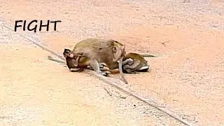 Fight No Reason !! Small baby Farrah so scare on back mom when Funa bite small one.