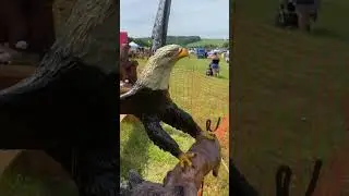 Wests Wood Fair uk, chainsaw art ￼
