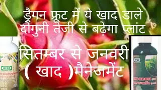 Dragon fruit ( fertilizer ) management September to January ड्रैगन फ्रूट (खाद) मैनेजमेंट सितम्बर