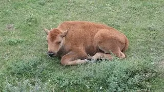 Meet Jay the baby bison