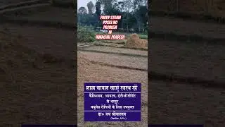How to observe no problem due to Paddy Straw burning in hillstate  #shortsvideo #paddy straw burning