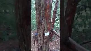 Red barked tree in Gothenborg botanical garden #trees #tree