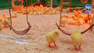 ئه‌ندازه‌ - كێڵگه‌ی به‌خێوكردنی په‌له‌وه‌ر