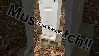 Beekeeping in the rain! #beekeeperslife #bee #backyardbeekeeper #beekeepingadventures #honey