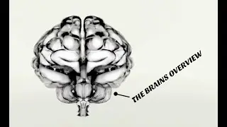 THE BRAINS OVERVIEW | BRAINS ACTIVITY AND  BENEFITS | #humanbody  #generalknowledge @AK INFO
