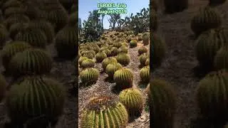 August Cactus girl 🥰