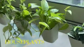 Indoor Plant Care tips: Best Houseplant for Beginners| Homemade Compost/Fertilizer, Easy Houseplants