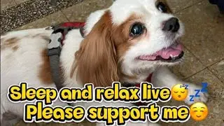 relax sleep livd stream😴💤