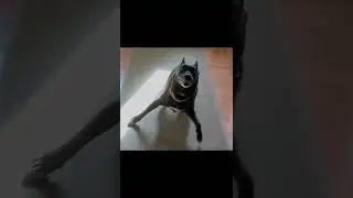 Cursed dogs image 73 #shorts