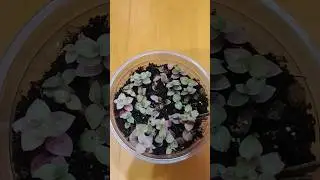 Как легко и быстро высалить черенки каллизии