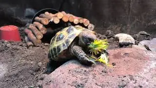 Ted the Tortoise ... destroyer of dandelions #tedtime #tedthetortoise #tortoise #horsefield #pets