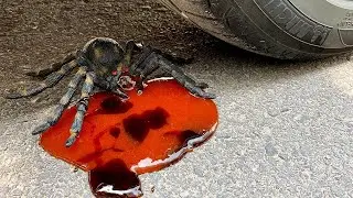 Crushing Crunchy & Soft Things by Car   Experiment Car Vs Spicer, insect