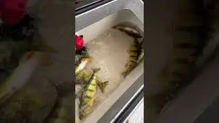 Lake St.Clair fishing #smallmouth  #bass #perch #walleye #fishing