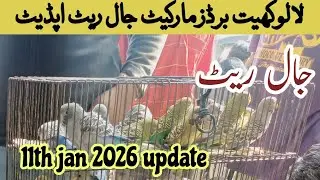 Sunday lalukhet birds market jaal rates update/11th jan 2026 update/لالوکھیت برڈز مارکیٹ جال ریٹ 