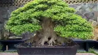 PESONA BONSAI LOA PALING MEMUKAU|| ficus racemosa