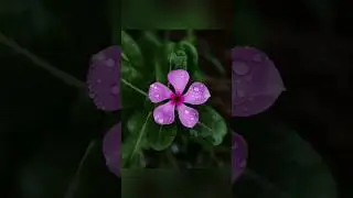Creative Flower Photography with Phone | Photography Idea |PhotofreakGuy #viral #shorts