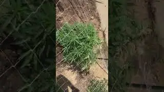 Outdoor scrog net installing