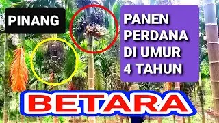 PANEN PERDANA PINANG BETARA
