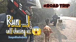 Bhagoo !!! Scariest Road Trip Moment 😱 | Calf Started Chasing Us | Swapnilkurhade02