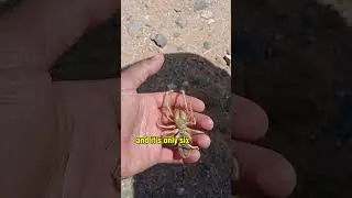 Giant Camel Spider
